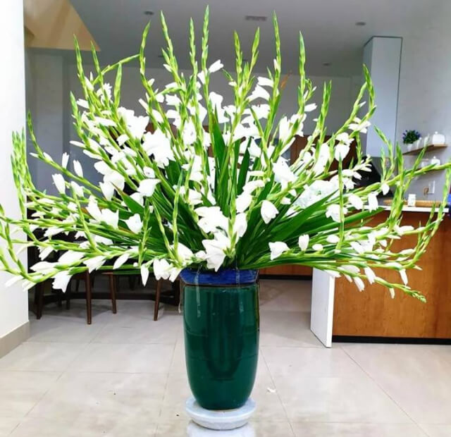 Các mẫu cắm hoa lay ơn trắng